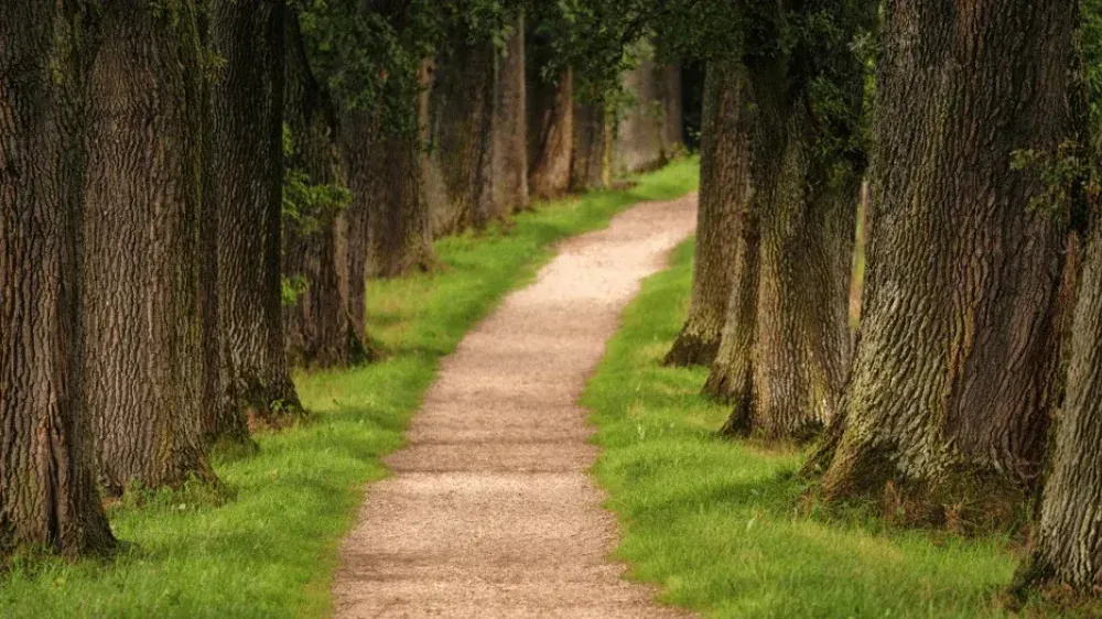 A winding dirt path leads through a majestic avenue of large oak trees with lush green grass on either side.