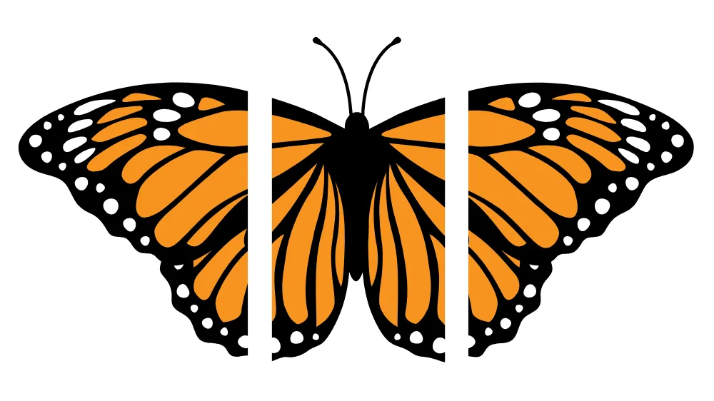An image of a butterfly is broken into three parts.